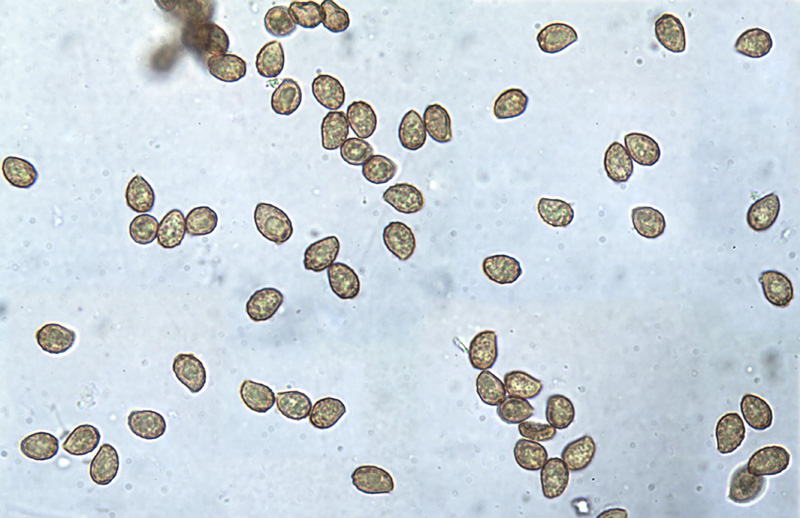 Cortinarius rubricosus spory